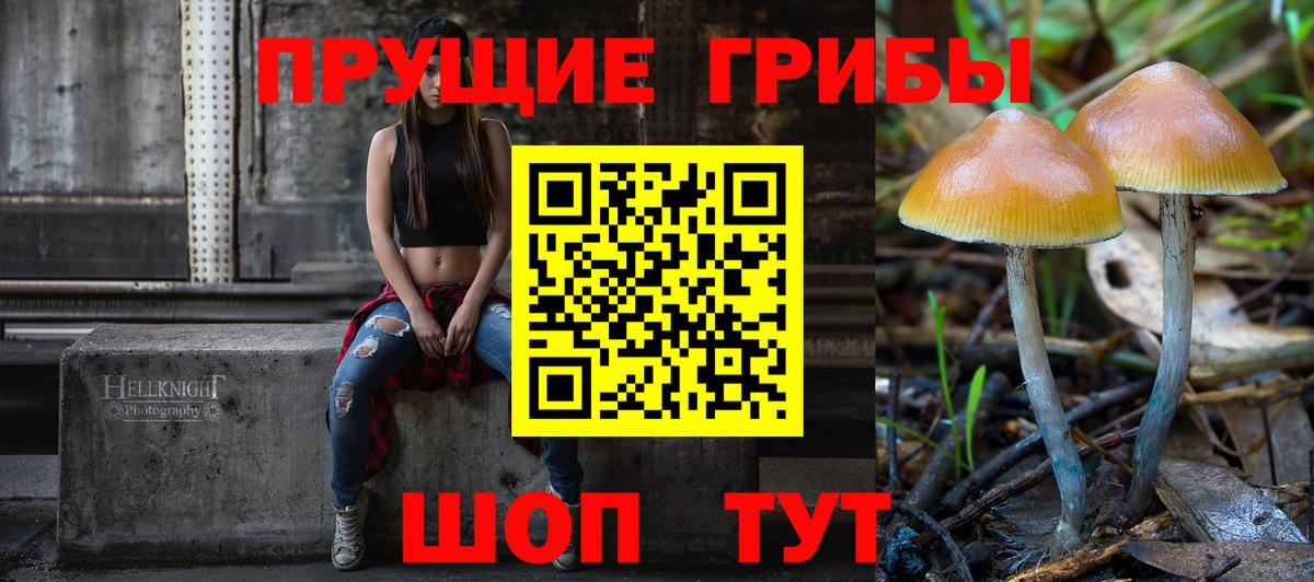 Галлюциногенные грибы Psilocybe Шадринск